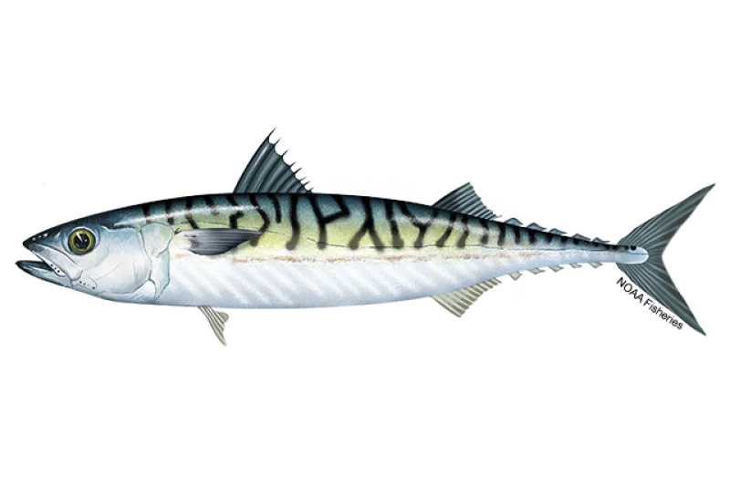 Mackerel, Costa Rica Mackerel, Costa Rica
