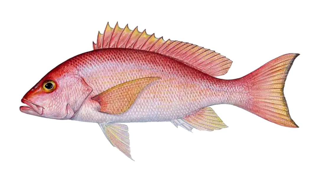 Pacific Dog Snapper, Costa Rica Pacific Dog Snapper, Costa Rica