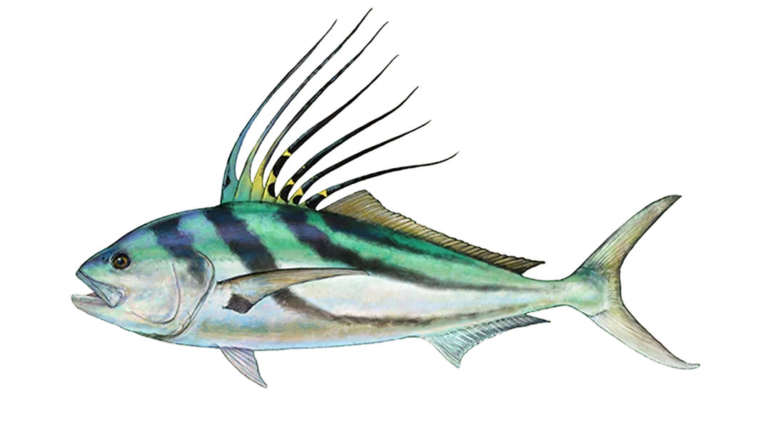 Rooster Fish, Costa Rica Rooster Fish, Costa Rica
