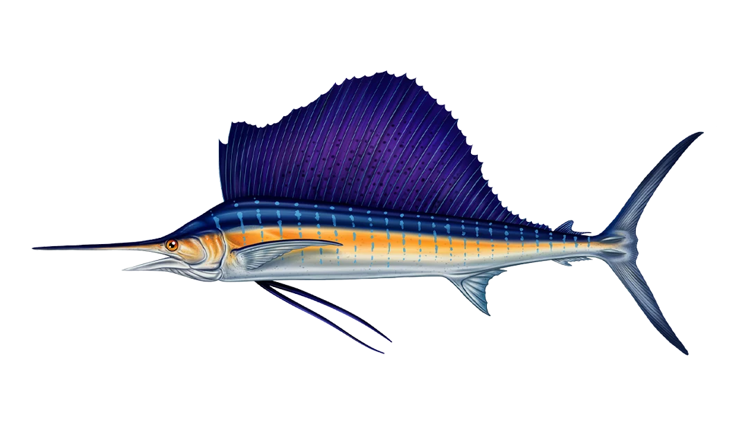 Indo Pacific Sailfish, Costa Rica Indo Pacific Sailfish, Costa Rica