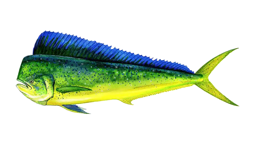 Mahi Mahi, Costa Rica Mahi Mahi, Costa Rica
