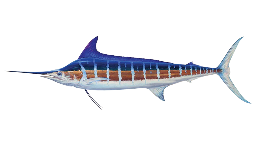 Striped Marlin, Costa Rica Striped Marlin, Costa Rica