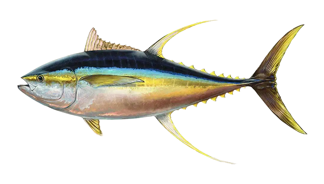 Yellow Fin Tuna, Costa Rica Yellow Fin Tuna, Costa Rica