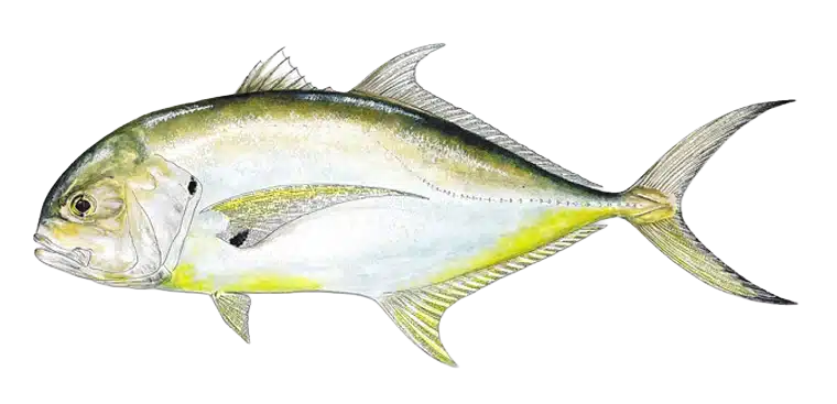 Jack Crevalle, Costa Rica Jack Crevalle, Costa Rica