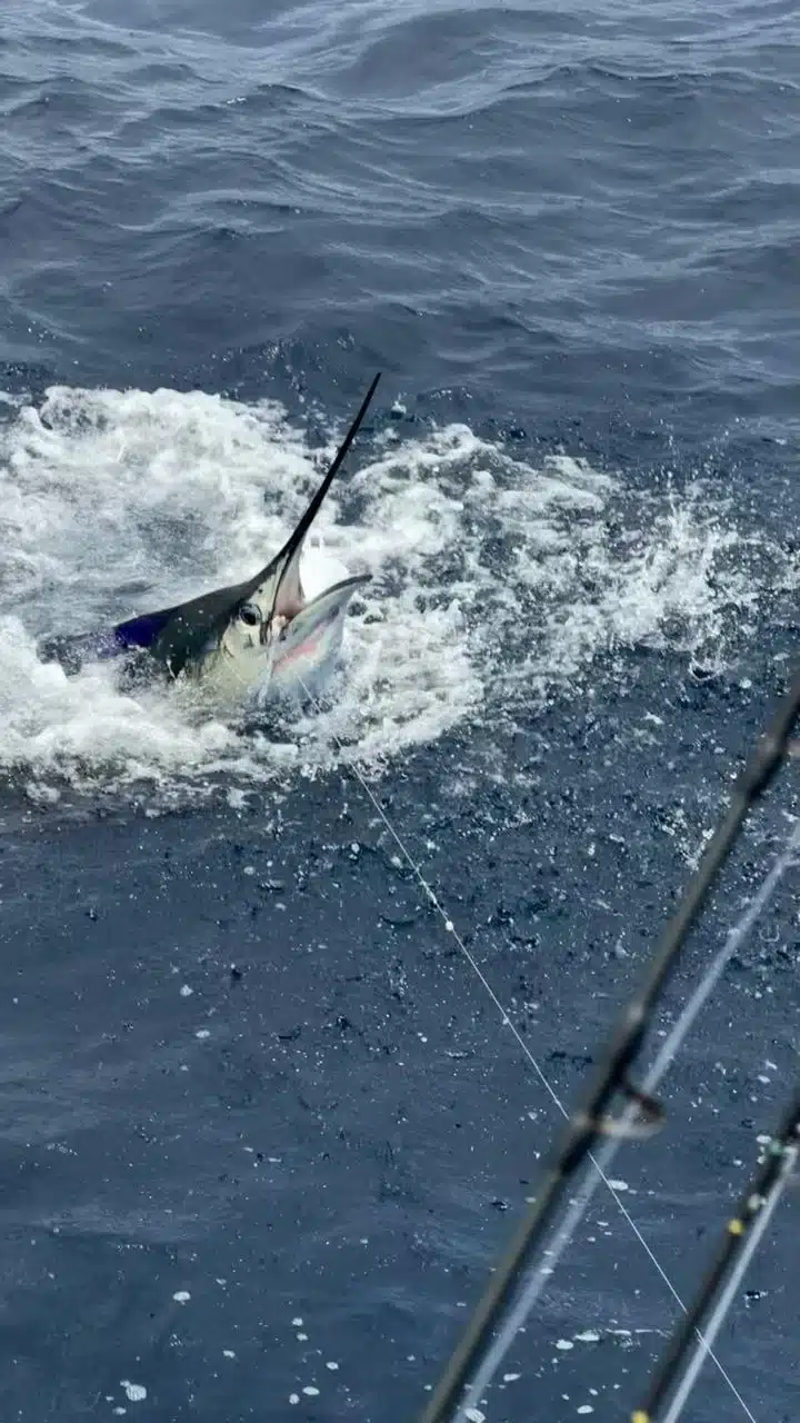 Sailfish Costa Rica Sailfish Costa Rica